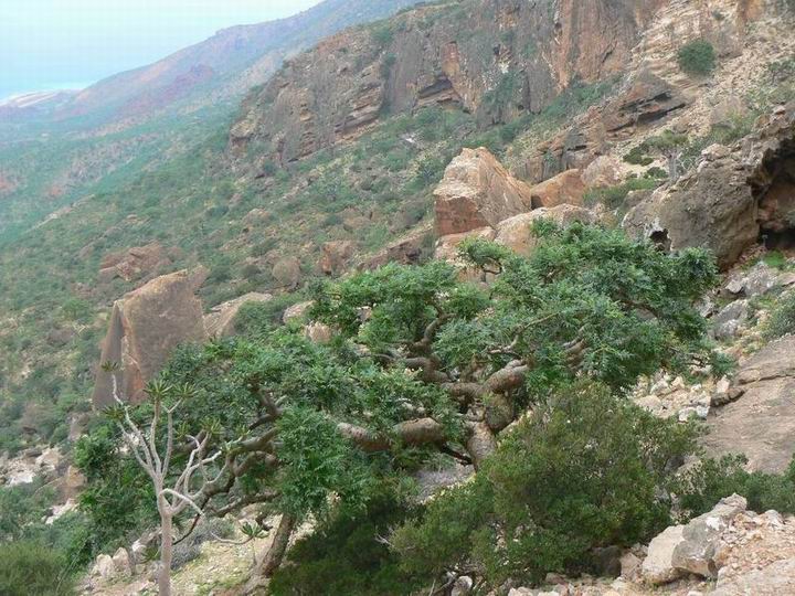 067 Boswellia elongata.jpg