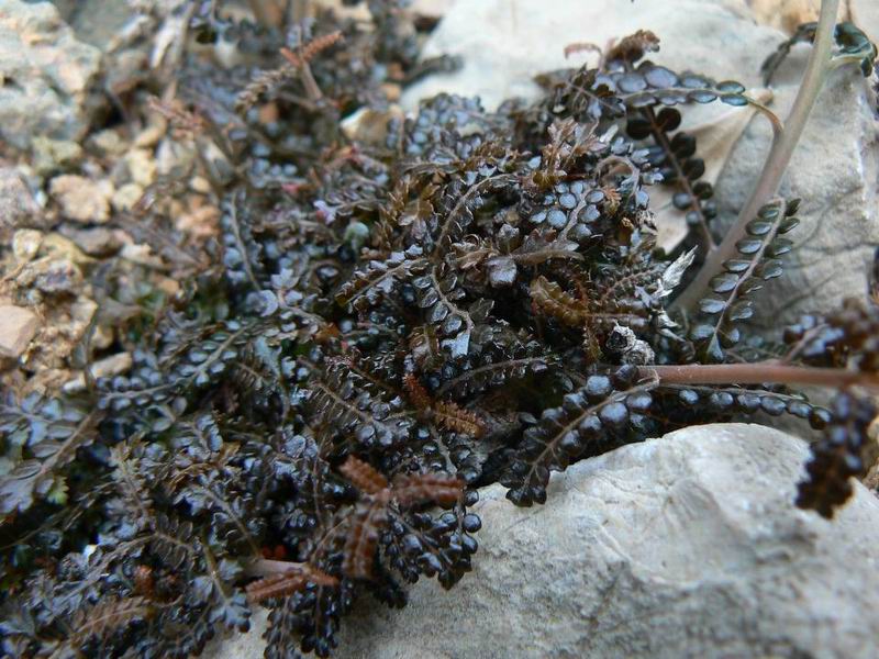 071 Boswellia parvifolia.jpg.jpg