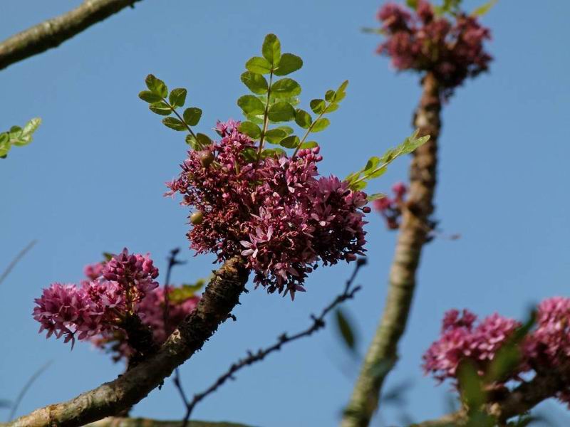 072 Boswellia ameroo.jpg