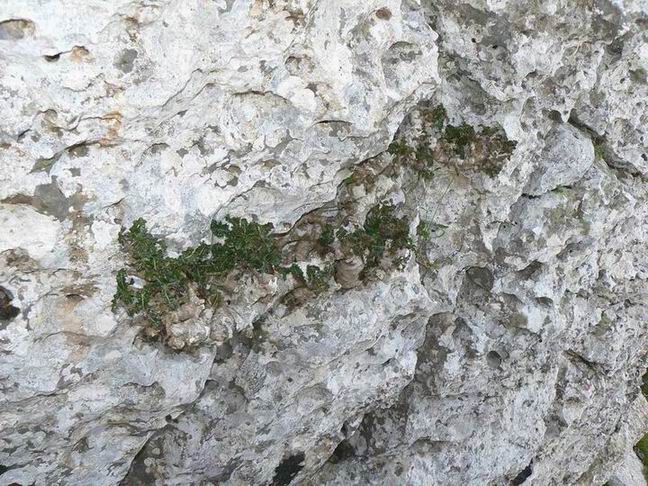 075 Boswellia nana.jpg