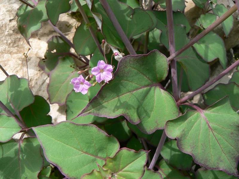 094 Commicarpus boissieri.jpg