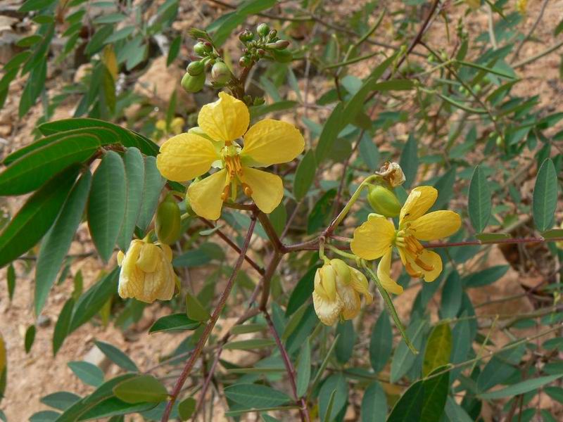 095 Senna socotrana.jpg