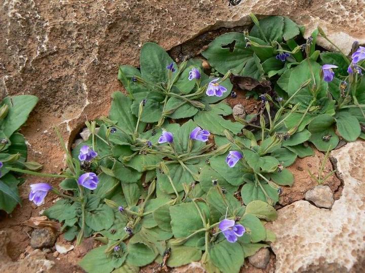 096 Craterostigma pumilum.jpg