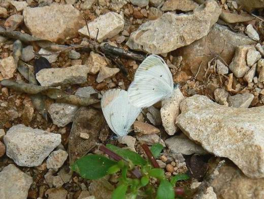 098 Colotis evagore niveus.jpg