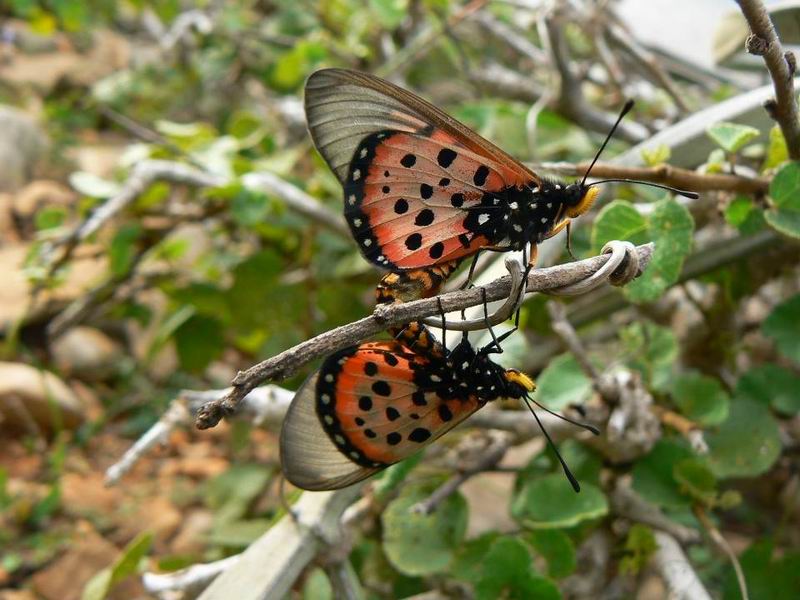 099 Acraea neobule.jpg