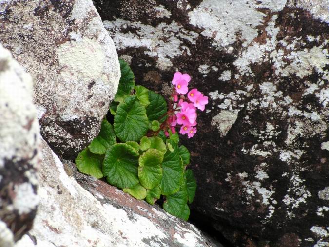 Begonia socotrana © Pavel Hanacek PA221126z.jpg