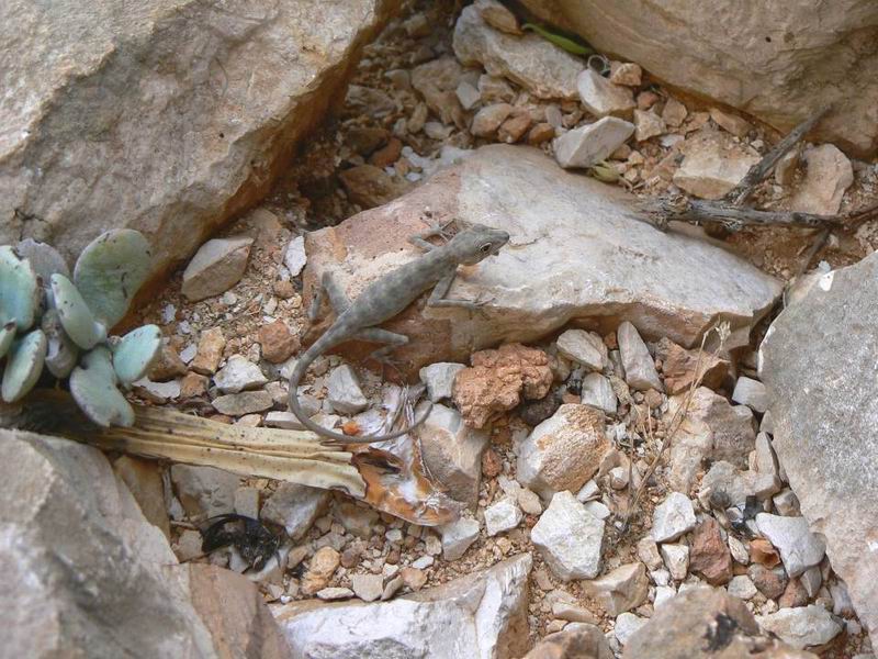 103 Pristurus insignis.jpg