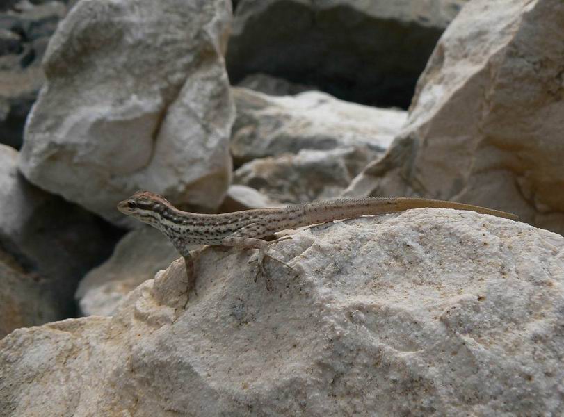 104 Pristurus socotranus.jpg.jpg