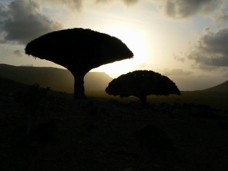 107 JL Socotra.jpg