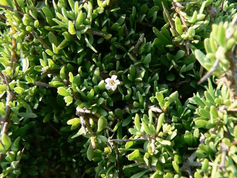 112 Lycium socotranum.jpg