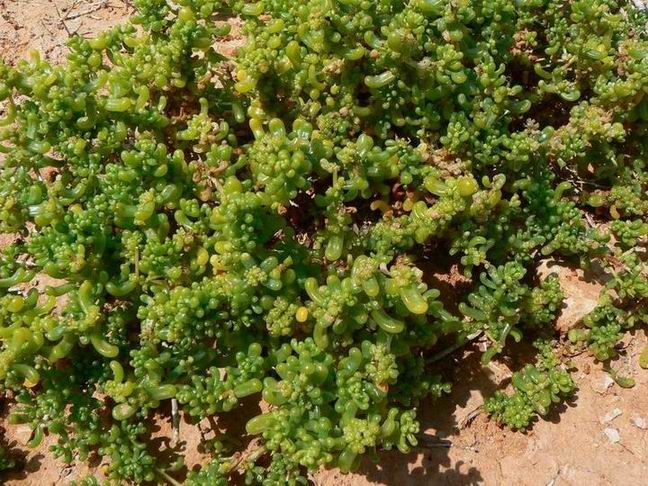 114 Tetraena (ex Zygophyllum) simplex.jpg