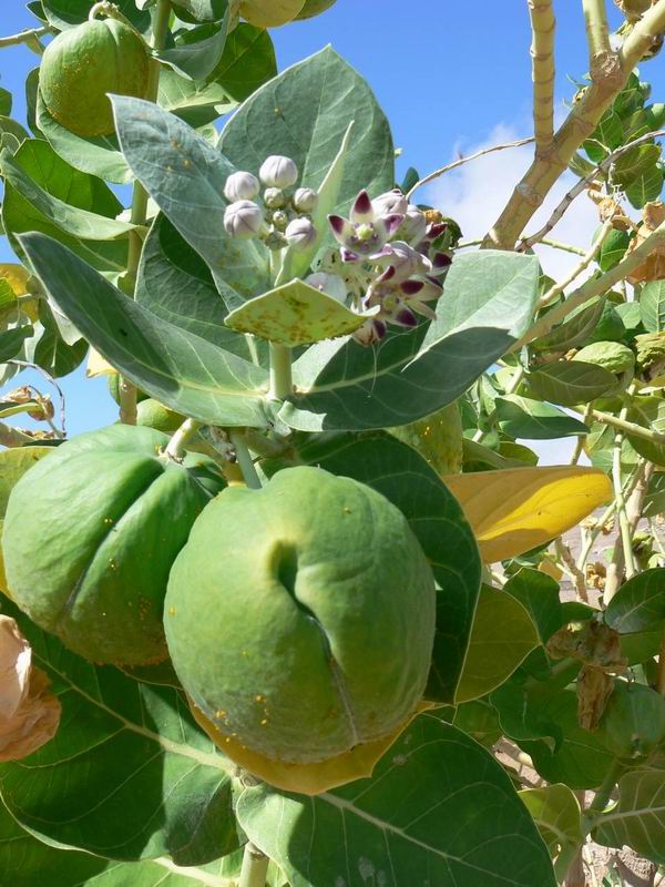 118 Calotropis procera.jpg