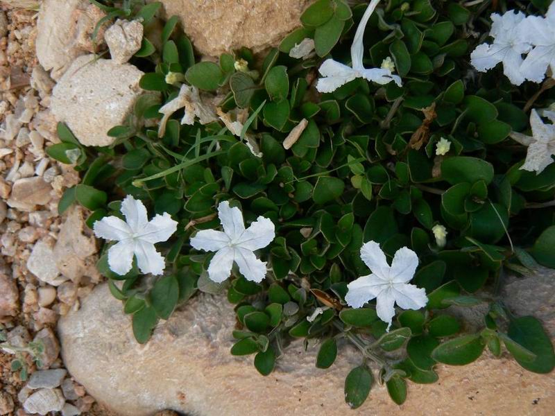 124 Ruellia dioscoridis.jpg
