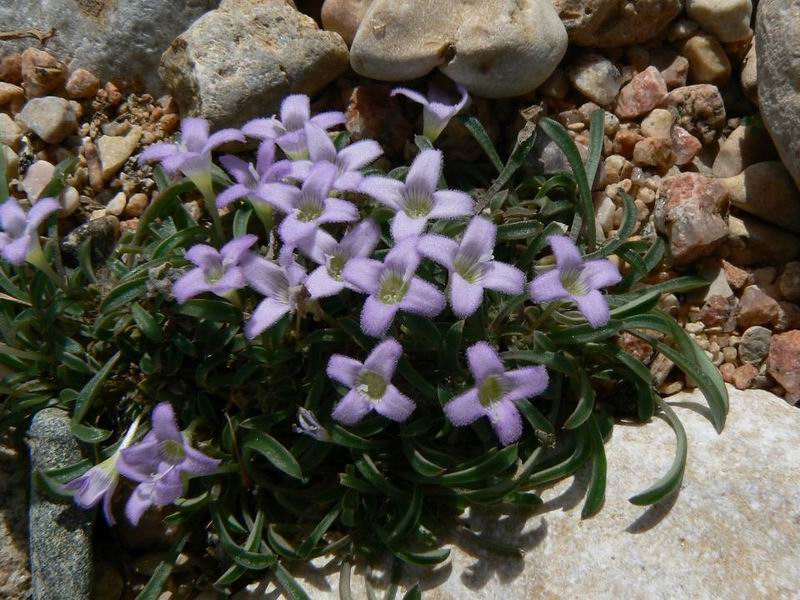 125 Oldenlandia pulvinata.jpg