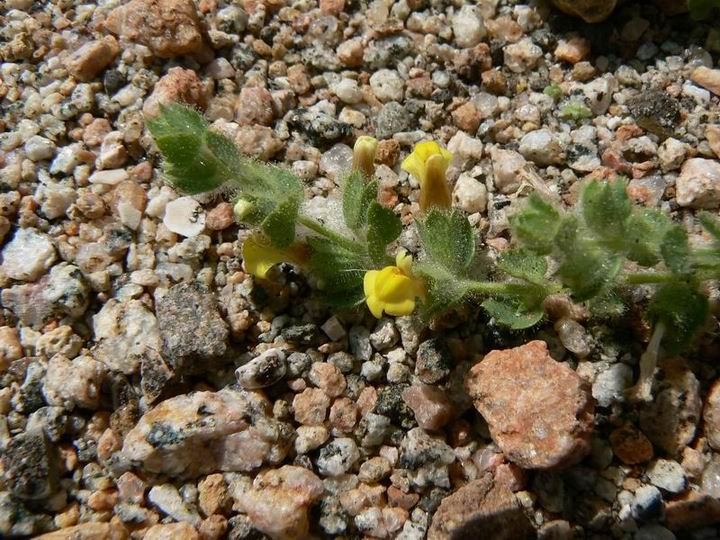 126 Scrophulariaceae sp nova.jpg