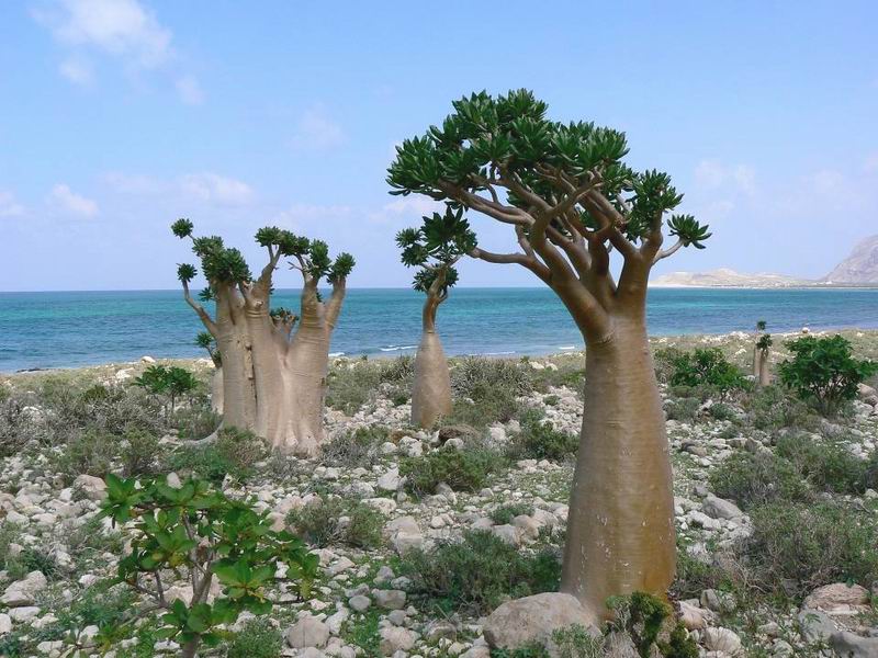 130 Adenium socotranum Qalansyah.jpg