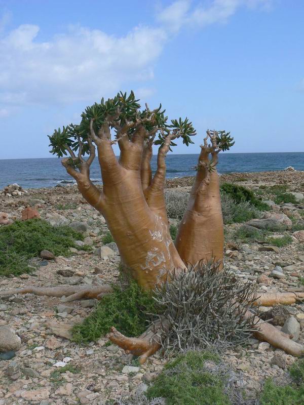 131 Adenium socotranum Qalansyah.jpg
