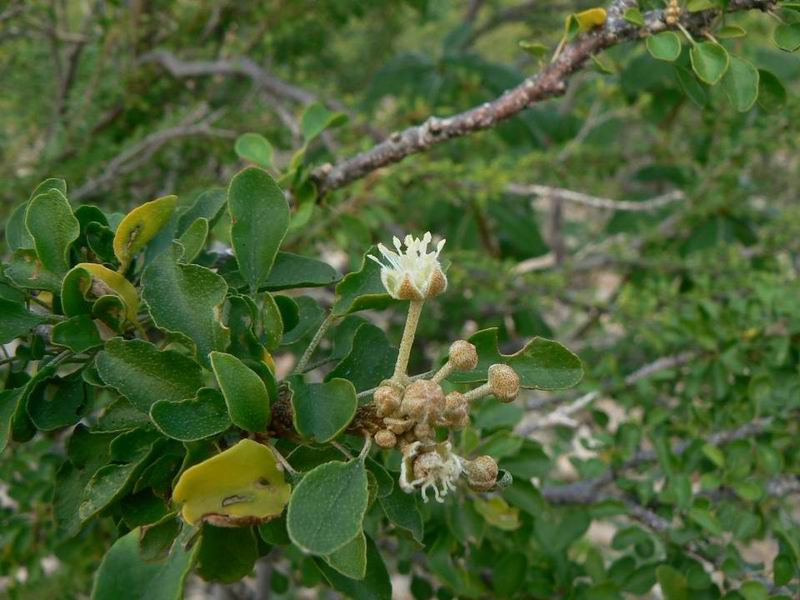 135 Croton socotranus fleur.jpg