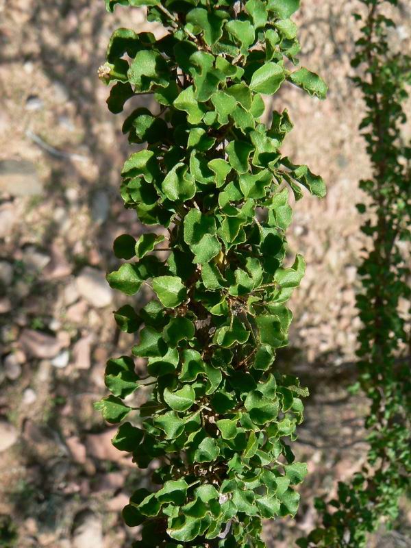 137 Croton socotranus tige.jpg
