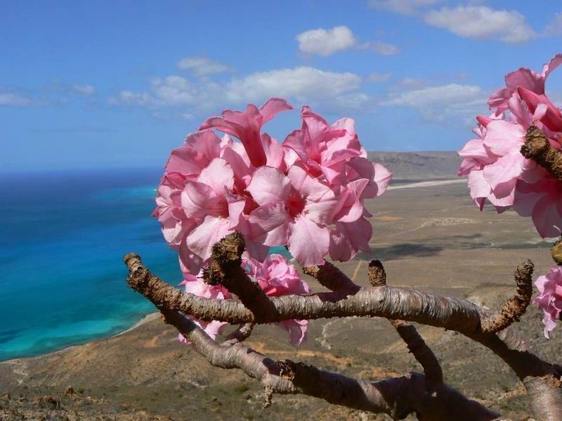141 Adenium socotranum fl..jpg