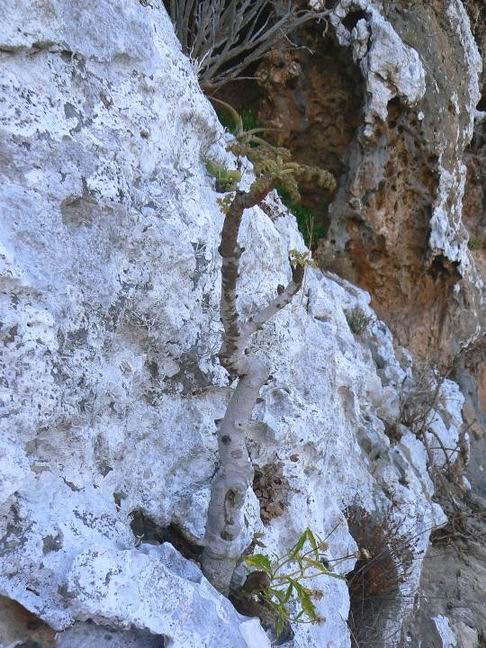 143 Boswellia bullata.jpg