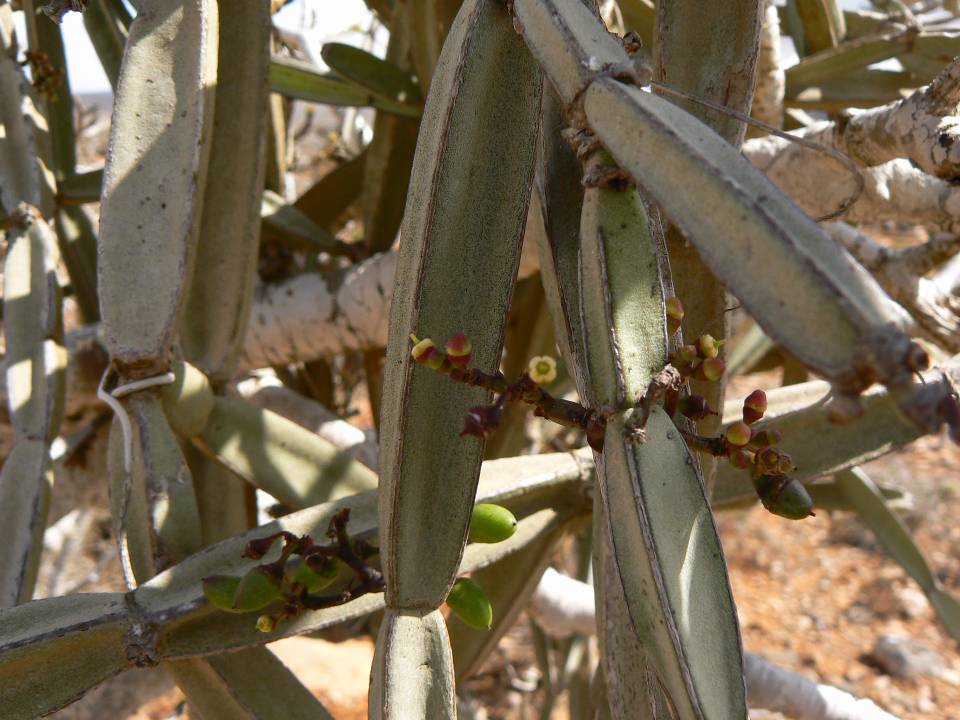 170 Cissus hamaderohensis (fleurs).jpg