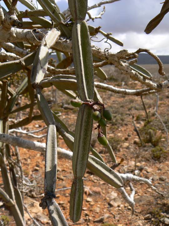 171 Cissus hamaderohensis (fruits).jpg