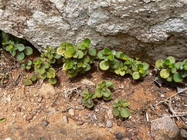 175 Peperomia tetraphylla.jpg