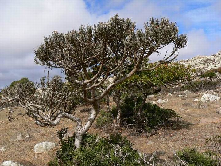 176 Euphorbia arbuscula ssp. montana.jpg