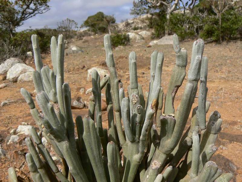 177 Euphorbia arbuscula ssp. montana.jpg