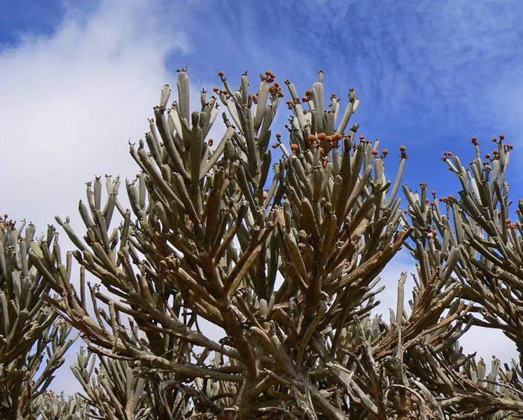178 Euphorbia arbuscula ssp. montana.jpg