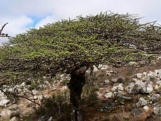179 Commiphora planifrons.jpg
