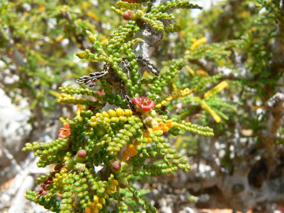 180 Commiphora planifrons.jpg