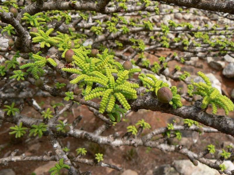 181 Commiphora planifrons.jpg