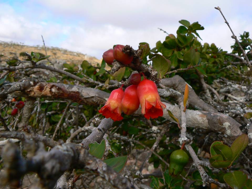 183 Punica protopunica (fleurs).jpg