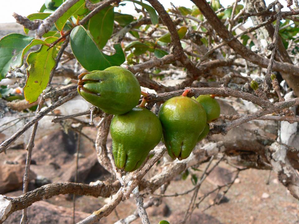 184 Punica protopunica (fruits).jpg