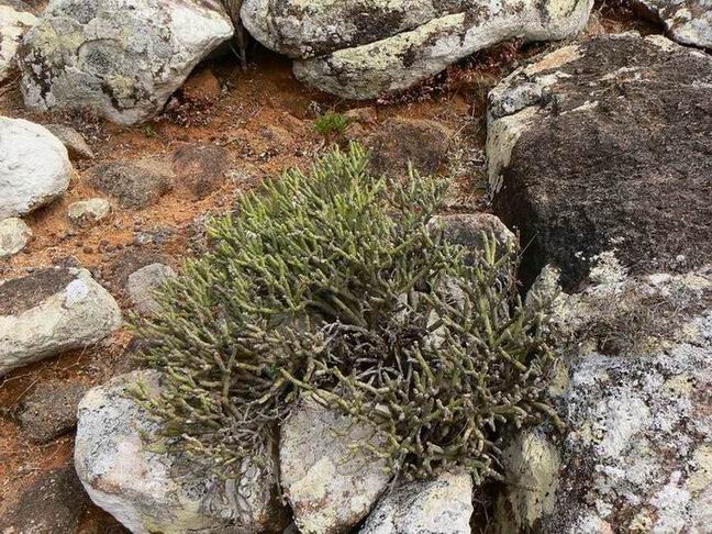 186 Senecio scottii.jpg