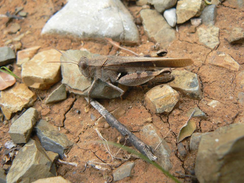 188 Diabolocatantops axillaris.jpg