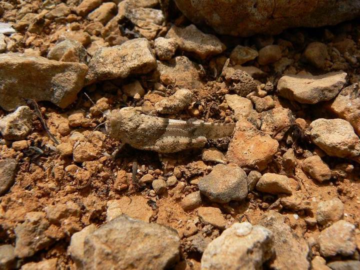189 Wernerella insularis.jpg
