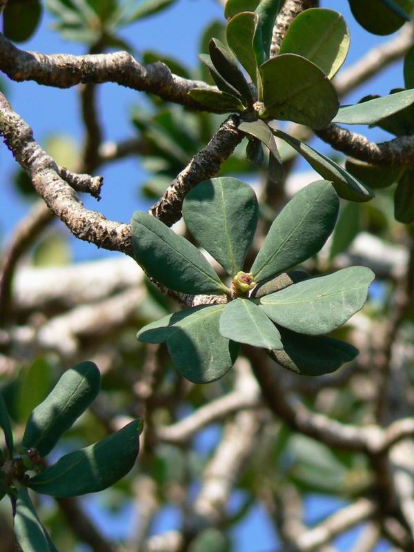 213 Euphorbia socotrana (infl.).jpg
