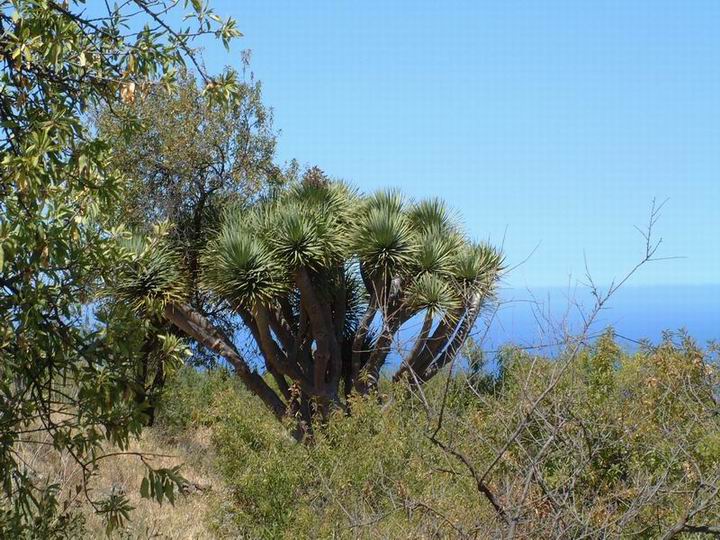 Dracaena draco Las Tricias, La Palma.jpg