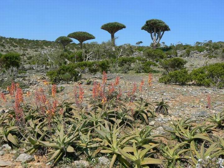 215 Aloe perryi Dixam.jpg