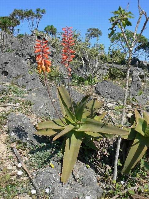 216 Aloe perryi Dixam.jpg
