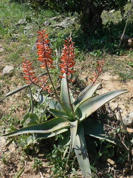 217 Aloe perryi Dixam.jpg