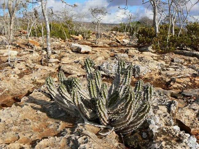 218 Euphorbia spiralis.jpg