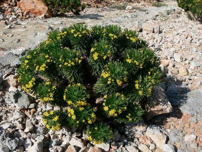219 Euryops arabicus.jpg