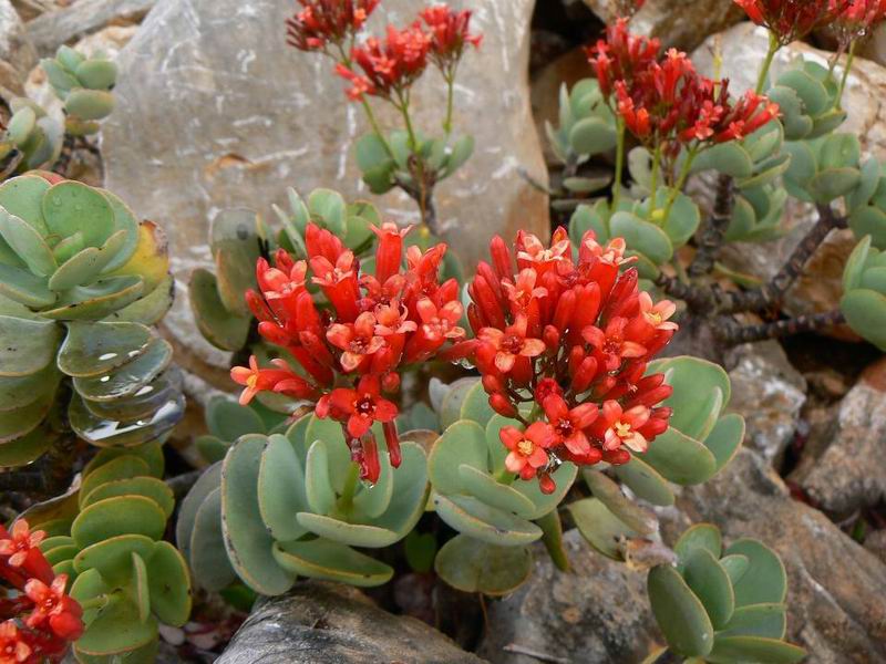 221 Kalanchoe farinacea Dixam.jpg