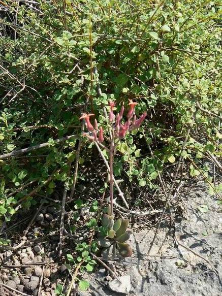 222 Kalanchoe rotundifolia Dixam.jpg