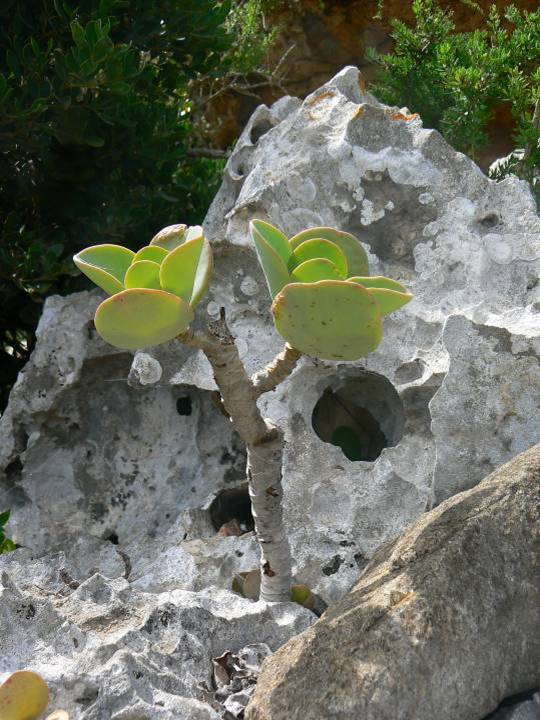 225 Kalanchoe robusta.jpg