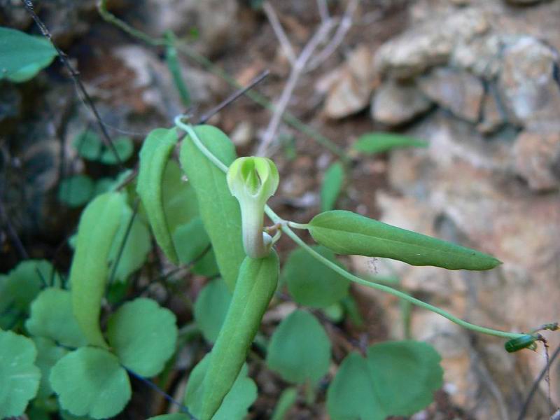 229 Ceropegia affinis Dixam.jpg
